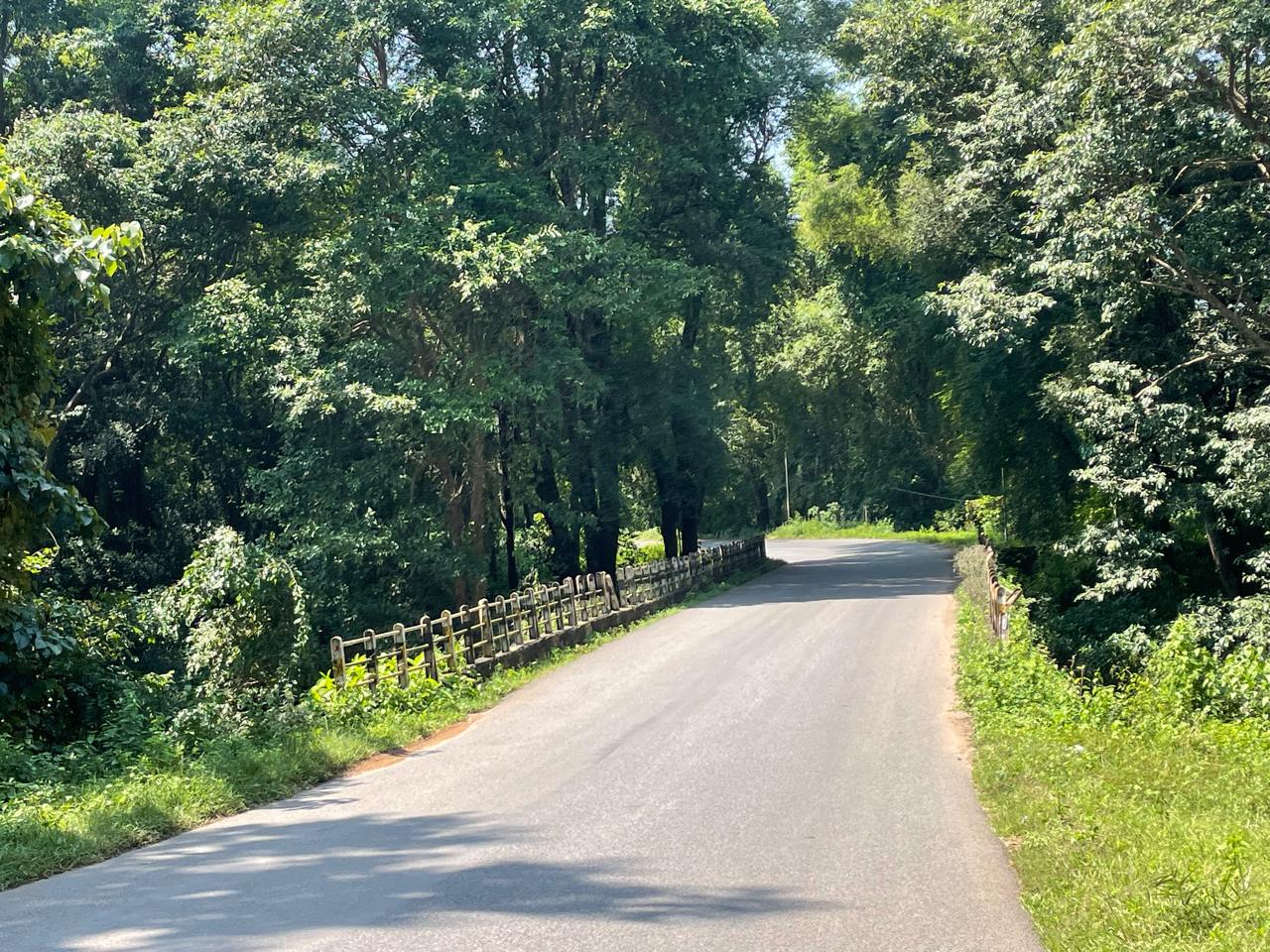 A bridge with tress on both sides