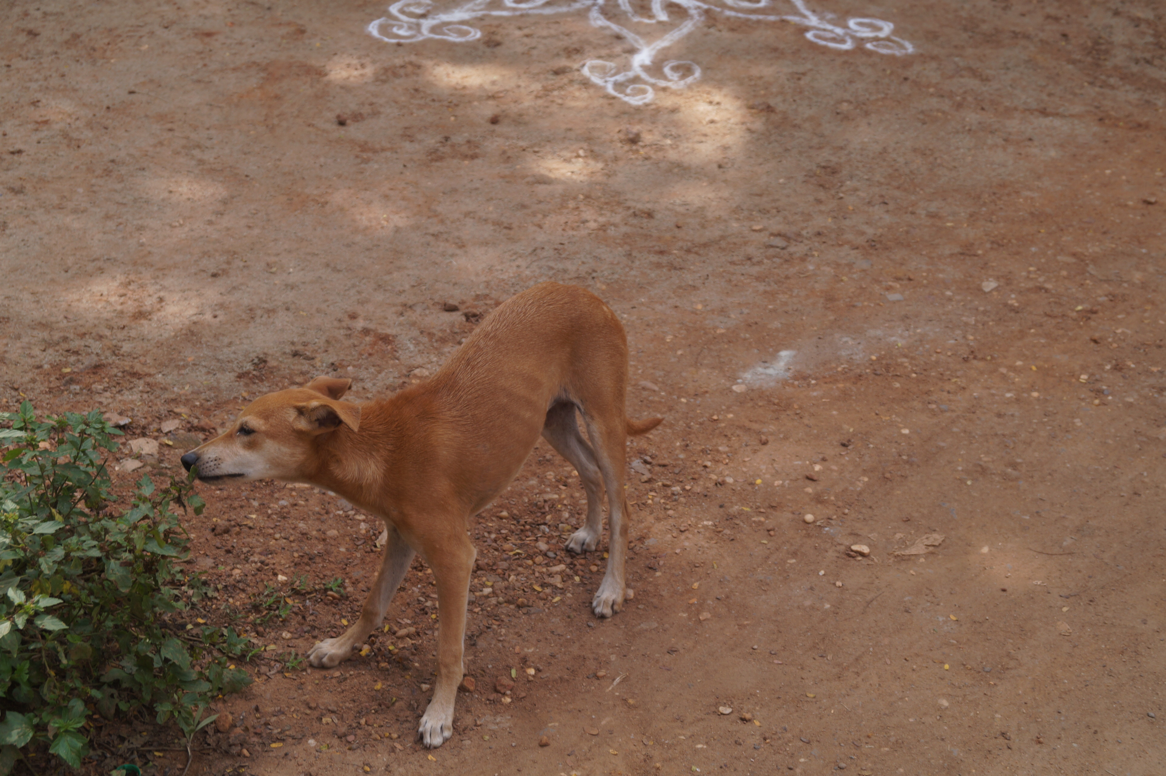 A dog playing with a plant
