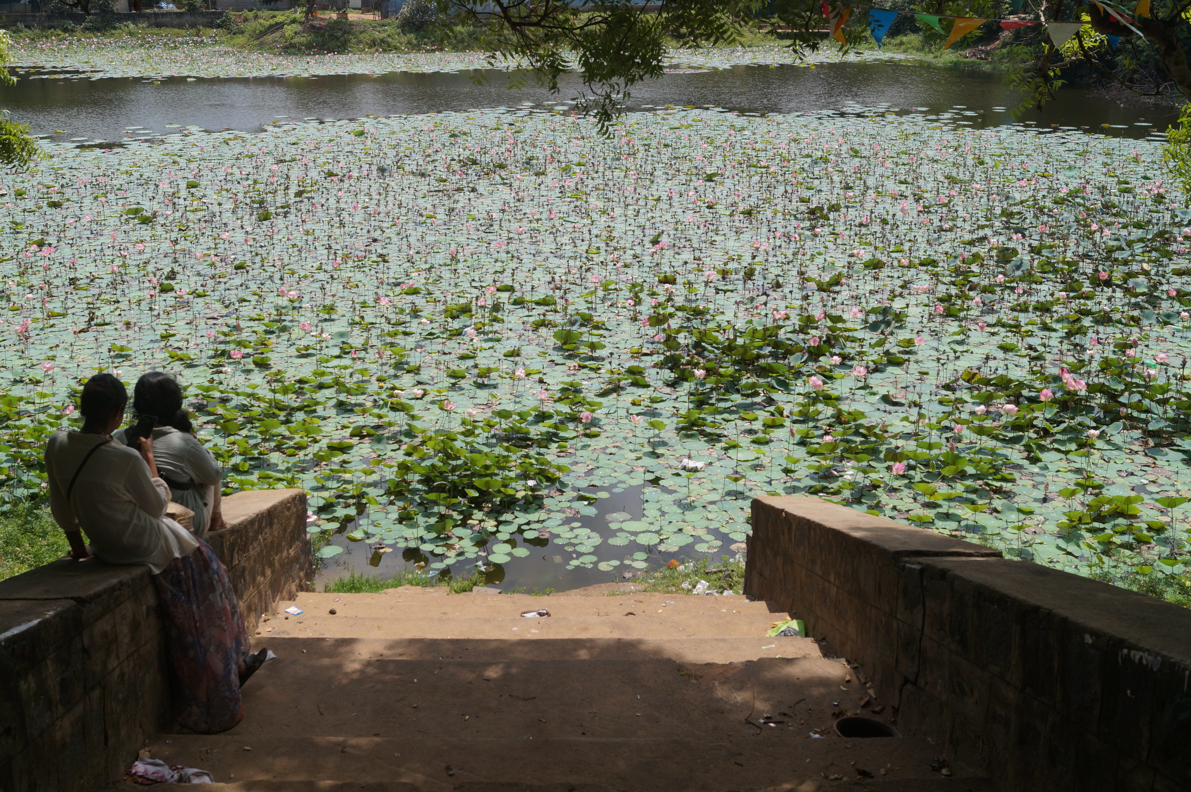A lotus lake in Auroville