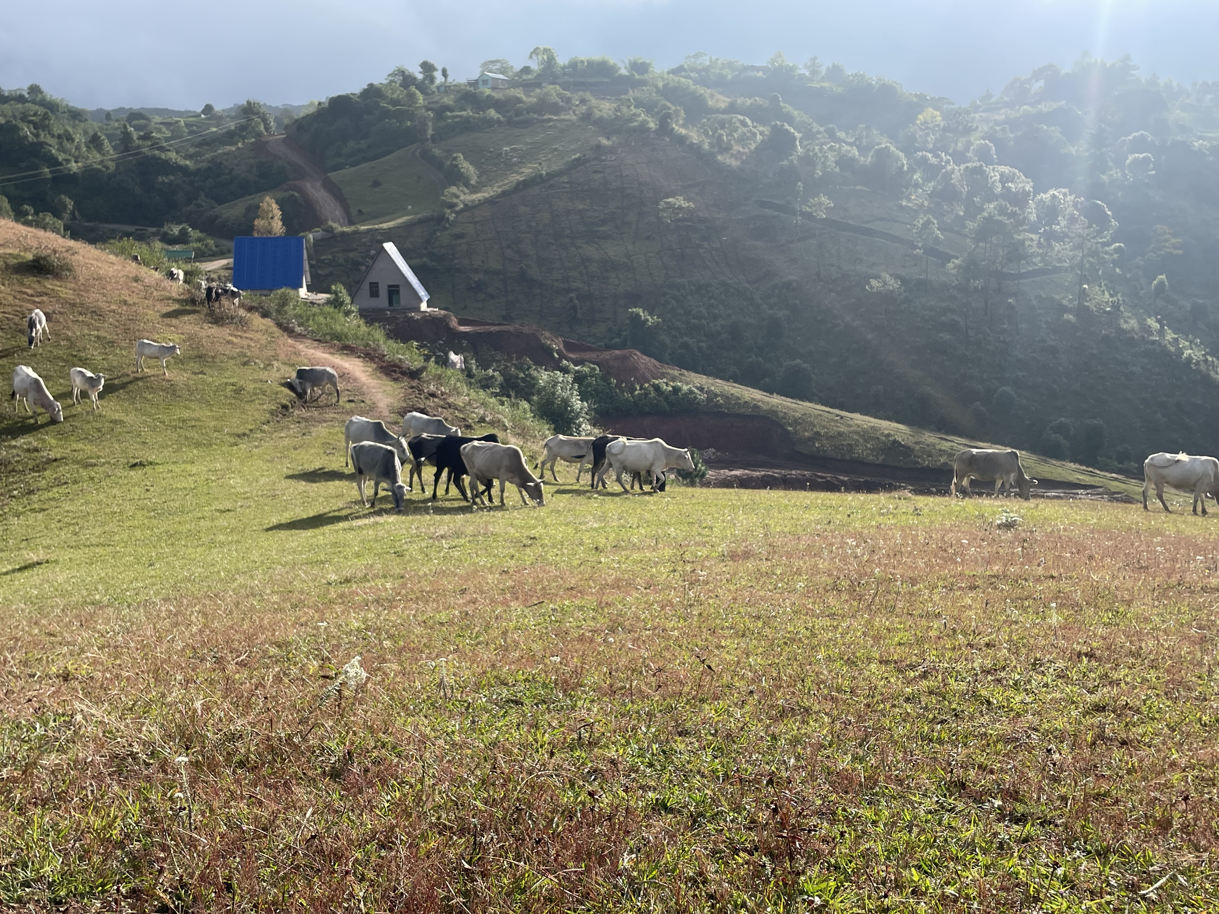 Cows grazing on a hill slope. Farm lands in a distance and one small house behind the cows