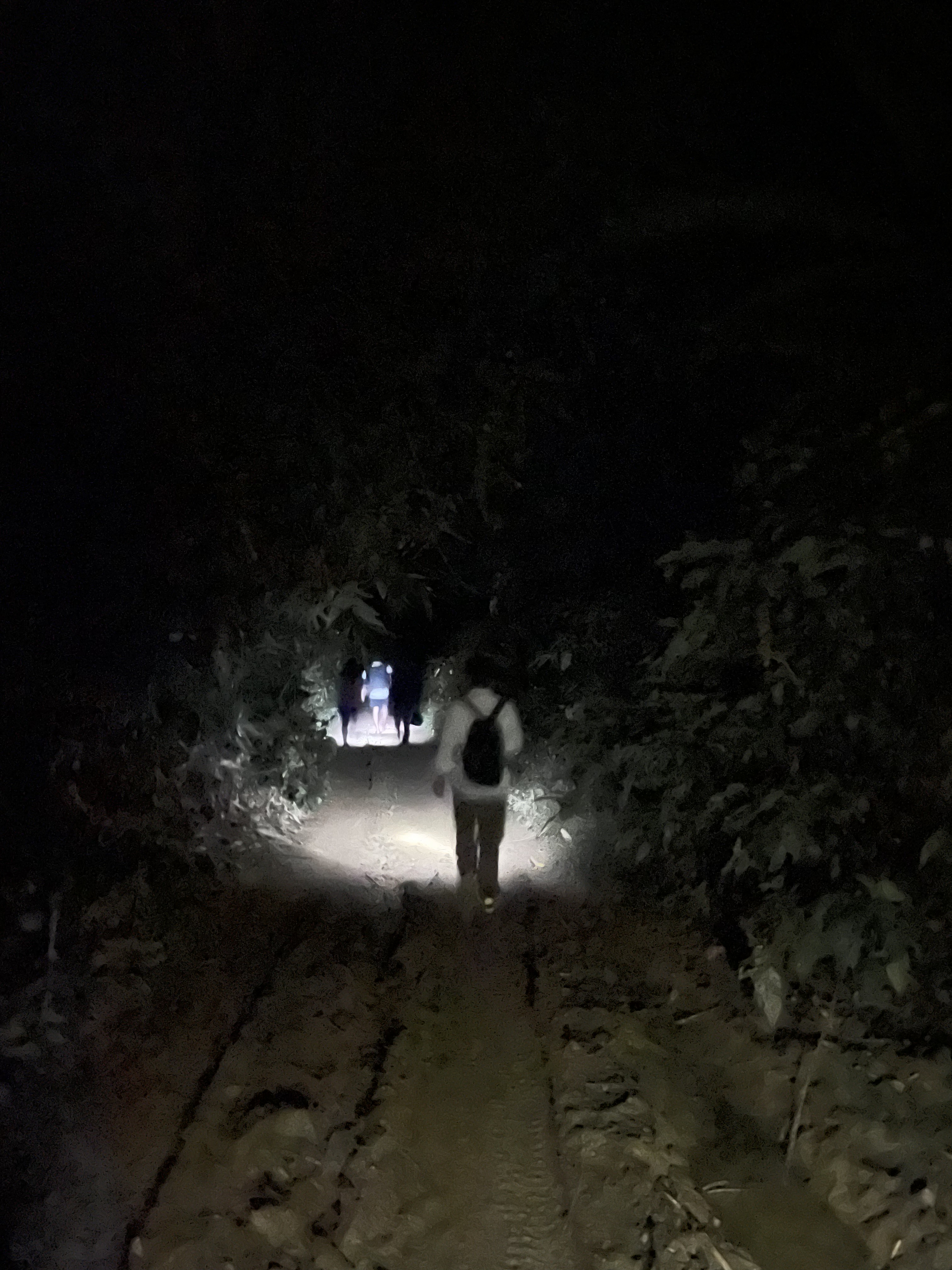People walking with flash lights through a jungle in the night