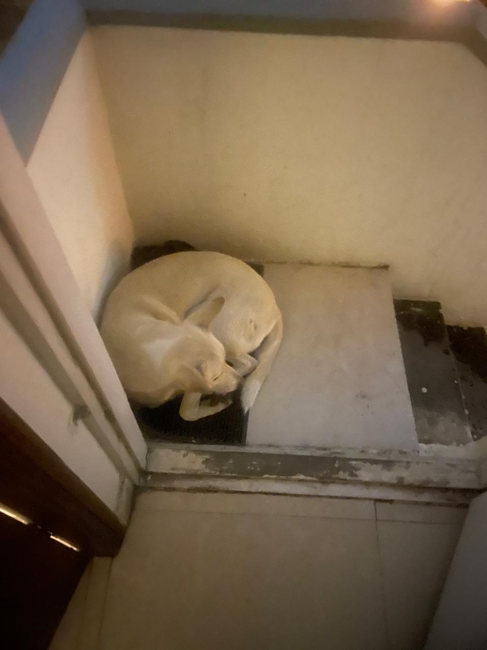 A dog sleeping in front of a door entrance